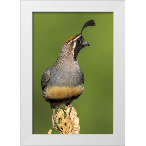 Gambels quail White Modern Wood Framed Art Print by Archer, Ken