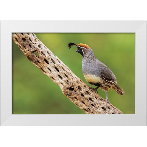 Male Gambels quail White Modern Wood Framed Art Print by Archer, Ken