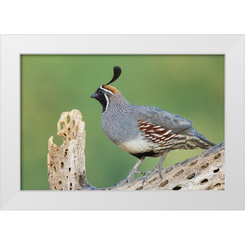 Male Gambels quail White Modern Wood Framed Art Print by Archer, Ken