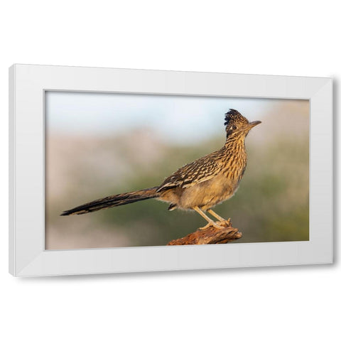 Greater roadrunner White Modern Wood Framed Art Print by Archer, Ken