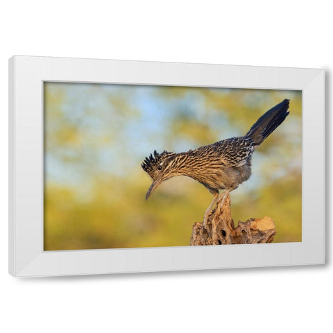 Greater roadrunner White Modern Wood Framed Art Print by Archer, Ken