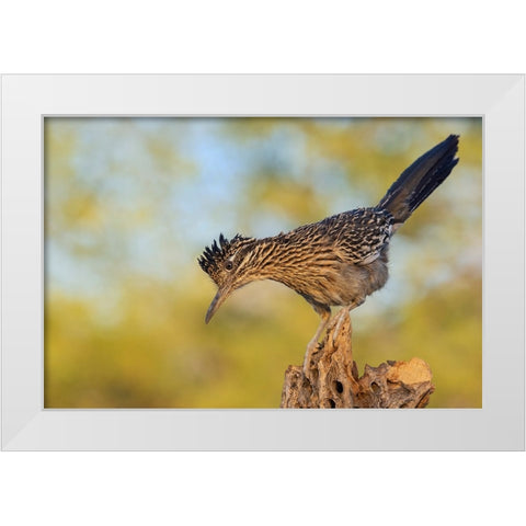Greater roadrunner White Modern Wood Framed Art Print by Archer, Ken