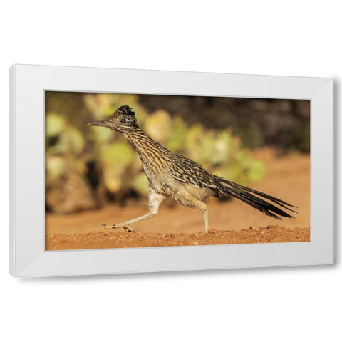 Greater roadrunner on the go White Modern Wood Framed Art Print by Archer, Ken