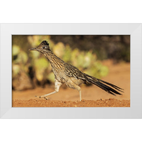 Greater roadrunner on the go White Modern Wood Framed Art Print by Archer, Ken