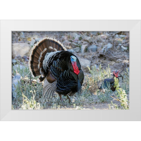 Merriams turkey courtship display White Modern Wood Framed Art Print by Archer, Ken