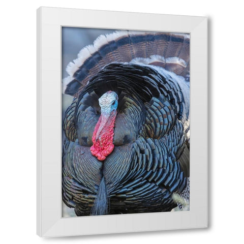 Merriams turkey close-up White Modern Wood Framed Art Print by Archer, Ken