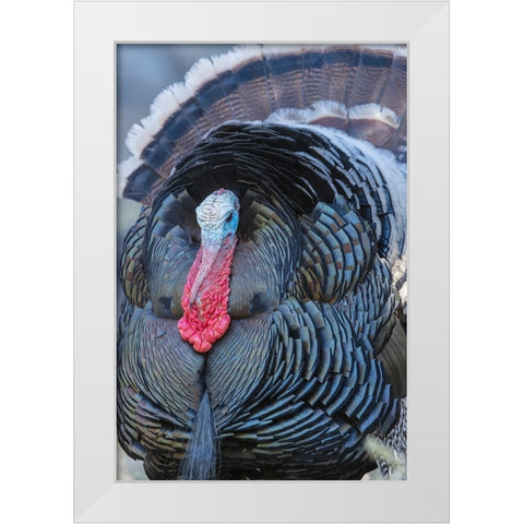 Merriams turkey close-up White Modern Wood Framed Art Print by Archer, Ken