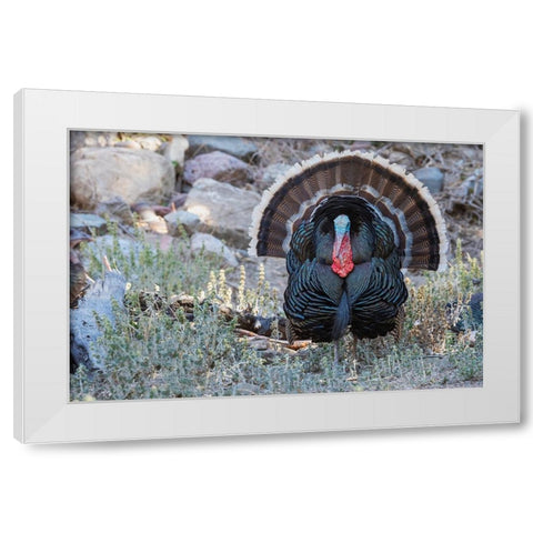 Merriams turkey courtship display White Modern Wood Framed Art Print by Archer, Ken