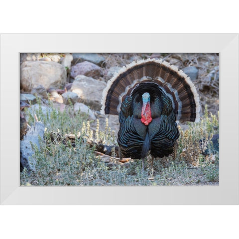 Merriams turkey courtship display White Modern Wood Framed Art Print by Archer, Ken