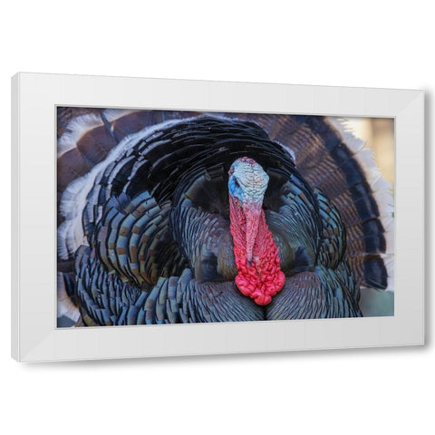 Merriams turkey courtship display White Modern Wood Framed Art Print by Archer, Ken