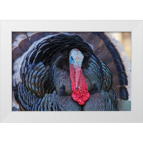 Merriams turkey courtship display White Modern Wood Framed Art Print by Archer, Ken