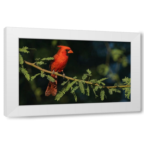 Northern cardinal White Modern Wood Framed Art Print by Archer, Ken