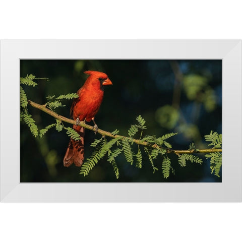 Northern cardinal White Modern Wood Framed Art Print by Archer, Ken
