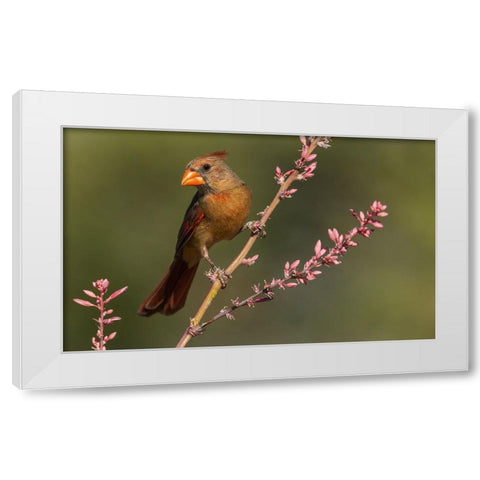 Female northern cardinal White Modern Wood Framed Art Print by Archer, Ken