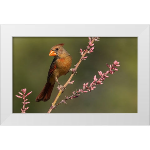 Female northern cardinal White Modern Wood Framed Art Print by Archer, Ken