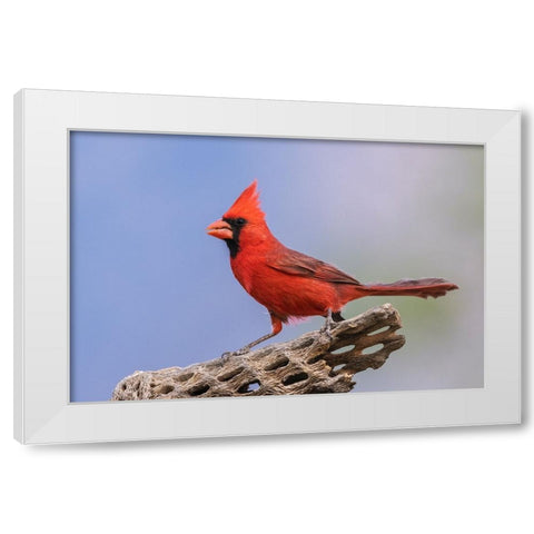 Northern cardinal White Modern Wood Framed Art Print by Archer, Ken