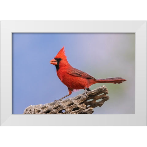Northern cardinal White Modern Wood Framed Art Print by Archer, Ken