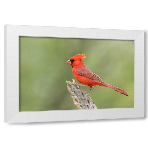 Northern cardinal White Modern Wood Framed Art Print by Archer, Ken