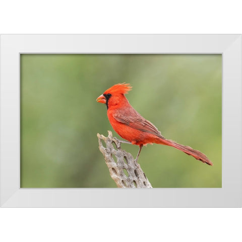 Northern cardinal White Modern Wood Framed Art Print by Archer, Ken