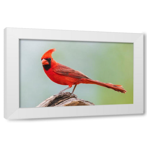 Northern cardinal White Modern Wood Framed Art Print by Archer, Ken