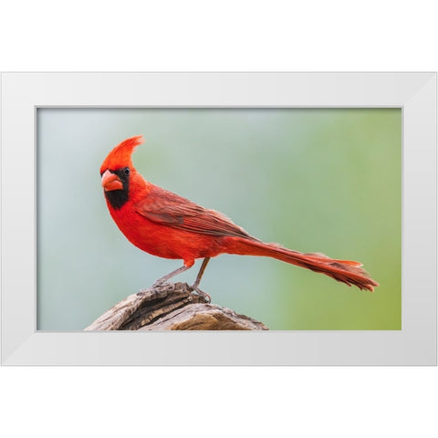 Northern cardinal White Modern Wood Framed Art Print by Archer, Ken