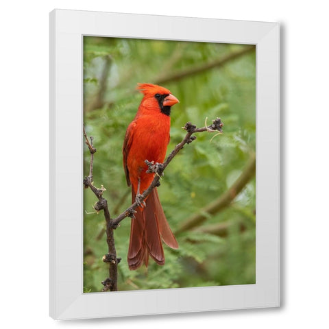 Northern cardinal White Modern Wood Framed Art Print by Archer, Ken
