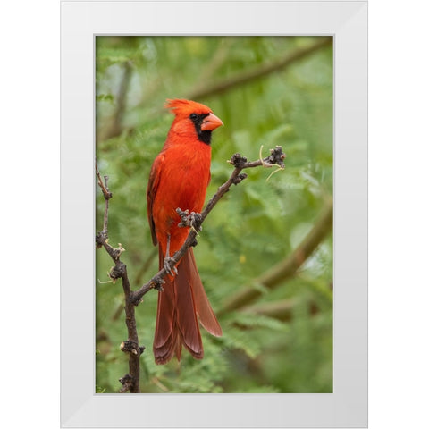 Northern cardinal White Modern Wood Framed Art Print by Archer, Ken