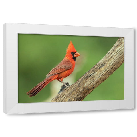 Northern cardinal White Modern Wood Framed Art Print by Archer, Ken