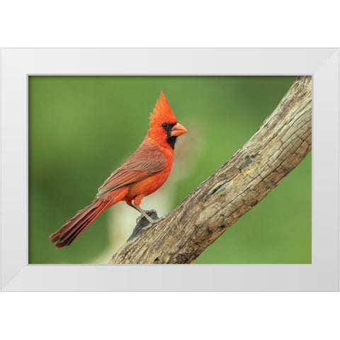 Northern cardinal White Modern Wood Framed Art Print by Archer, Ken