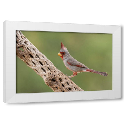 Male pyrrhuloxia White Modern Wood Framed Art Print by Archer, Ken