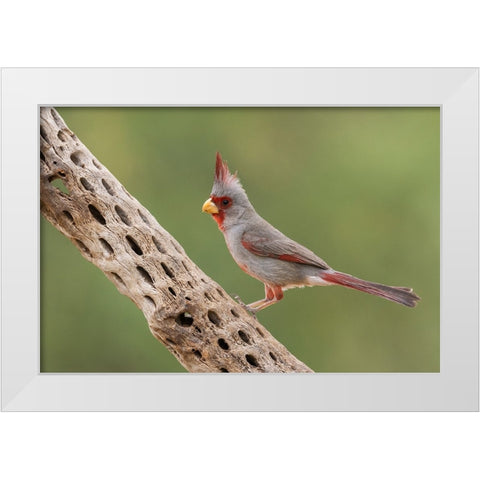 Male pyrrhuloxia White Modern Wood Framed Art Print by Archer, Ken
