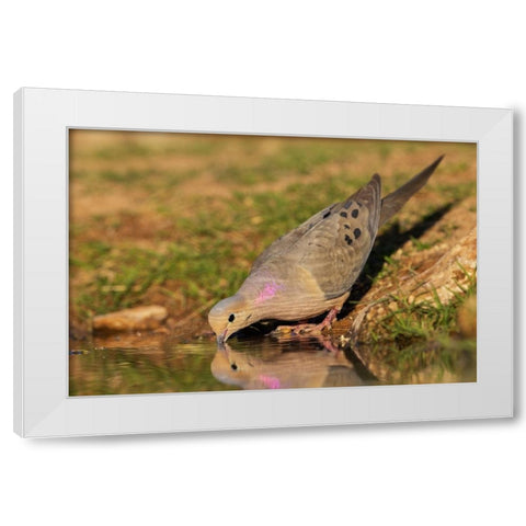 Mourning dove White Modern Wood Framed Art Print by Archer, Ken