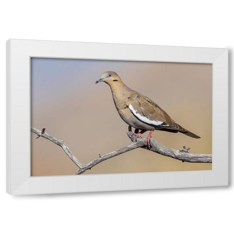 White-winged dove White Modern Wood Framed Art Print by Archer, Ken