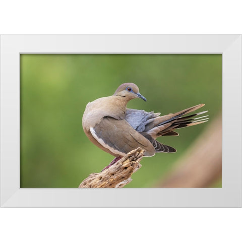 White-winged dove preening White Modern Wood Framed Art Print by Archer, Ken