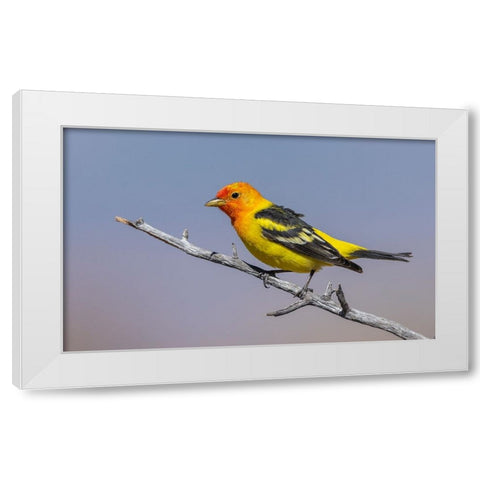 Western tanager White Modern Wood Framed Art Print by Archer, Ken