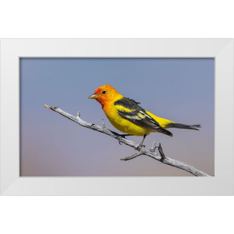 Western tanager White Modern Wood Framed Art Print by Archer, Ken