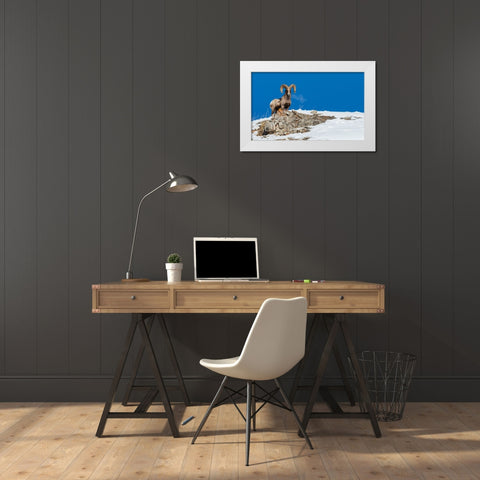 Bighorn sheep ram-frosty breath White Modern Wood Framed Art Print by Archer, Ken