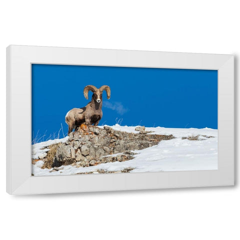 Bighorn sheep ram-frosty breath White Modern Wood Framed Art Print by Archer, Ken