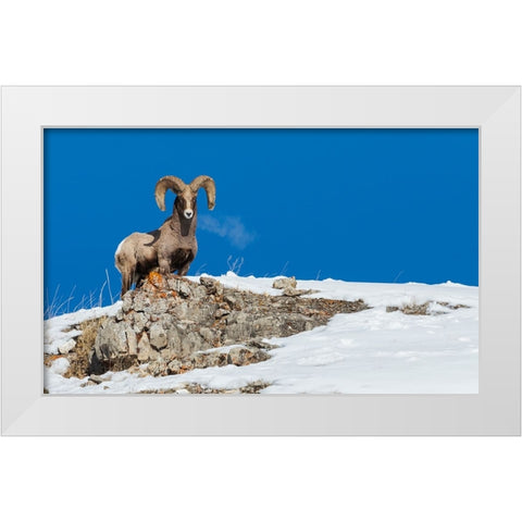Bighorn sheep ram-frosty breath White Modern Wood Framed Art Print by Archer, Ken