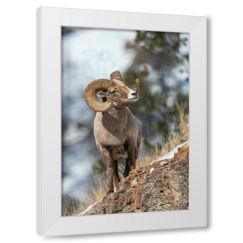 Bighorn sheep ram White Modern Wood Framed Art Print by Archer, Ken
