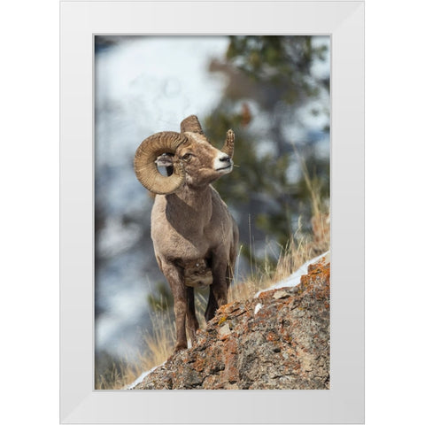 Bighorn sheep ram White Modern Wood Framed Art Print by Archer, Ken