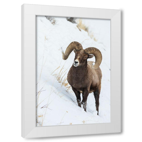 Bighorn sheep ram White Modern Wood Framed Art Print by Archer, Ken