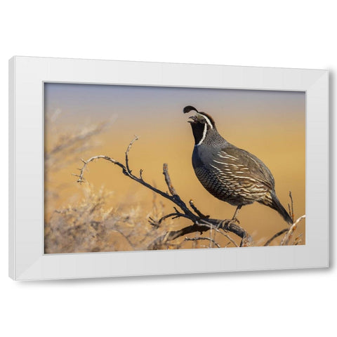 Male California quail calling White Modern Wood Framed Art Print by Archer, Ken