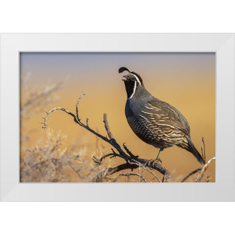 Male California quail calling White Modern Wood Framed Art Print by Archer, Ken