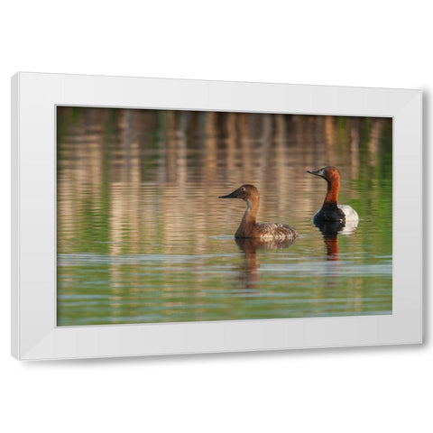 Canvasback pair White Modern Wood Framed Art Print by Archer, Ken