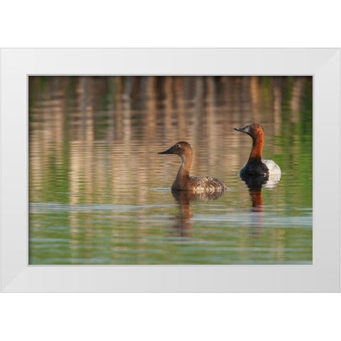 Canvasback pair White Modern Wood Framed Art Print by Archer, Ken