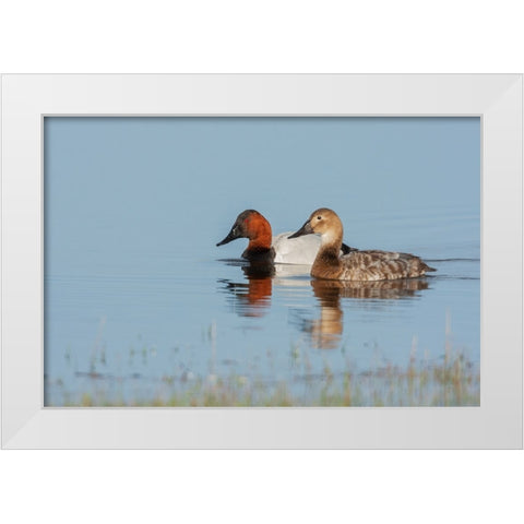 Canvasback pair White Modern Wood Framed Art Print by Archer, Ken
