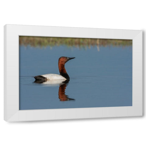 Canvasback drake White Modern Wood Framed Art Print by Archer, Ken