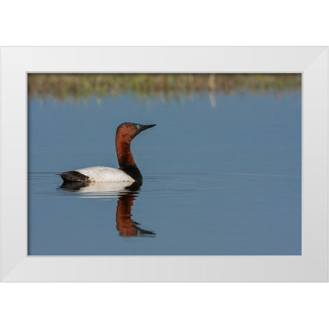 Canvasback drake White Modern Wood Framed Art Print by Archer, Ken