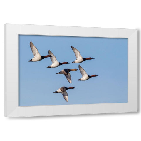 Canvasback flock-courtship flight White Modern Wood Framed Art Print by Archer, Ken